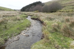 54. Flowing down to Pine Wood