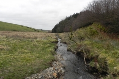 57. Flowing down to Pine Wood