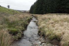 63. Flowing down to Pine Wood