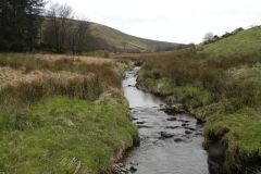 65. Flowing past Pine Wood