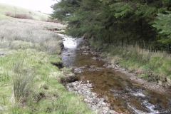 66. Flowing past Pine Wood