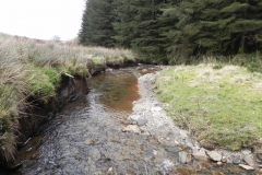 67. Flowing past Pine Wood
