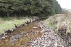 68. Flowing past Pine Wood