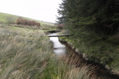 69. Flowing past Pine Wood