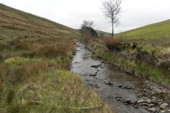 80. Downstream from Pine Wood