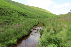 11. Below Little Ashcombe upstream from Warren's Bridge (10)