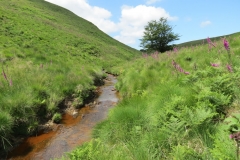 11. Below Little Ashcombe upstream from Warren's Bridge (4)