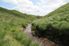 11. Below Little Ashcombe upstream from Warren's Bridge (5)