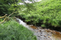 11a. Upstream from Warren's Bridge (19)