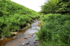 11a. Upstream from Warren's Bridge (20)