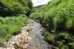 11a. Upstream from Warren's Bridge (21)