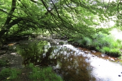14. Upstream from Warren's Bridge (1)