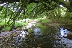 14. Upstream from Warren's Bridge (2)