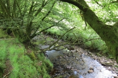14. Upstream from Warren's Bridge (4)