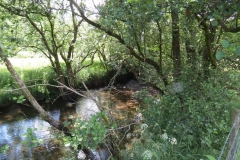 11b. Flowing past Lyncombe Wood (11)