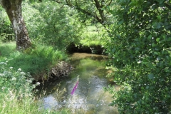 11b. Flowing past Lyncombe Wood (13)