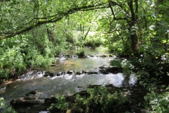 11b. Flowing past Lyncombe Wood (5)