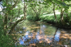 11b. Flowing past Lyncombe Wood (9)