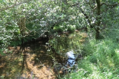 11c. Flowing past Lyncombe Wood  (5)