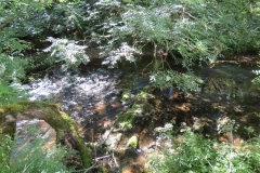 11c. Upstream from Lyncombe (11)