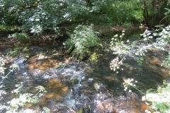 11c. Upstream from Lyncombe (12)