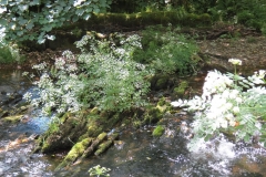 11c. Upstream from Lyncombe (13)