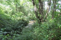 11c. Upstream from Lyncombe (15)