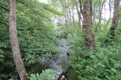 11c. Upstream from Lyncombe (16)