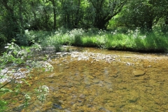 11c. Upstream from Lyncombe (2)