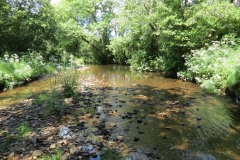 11c. Upstream from Lyncombe (4)