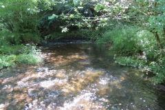 11c. Upstream from Lyncombe (5)