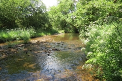 11c. Upstream from Lyncombe (6)