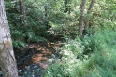 11c. Upstream from Lyncombe (7)