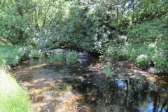 11c. Upstream from Lyncombe (9)