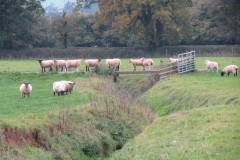 9.-Sheep-crossing-drainage-ditch