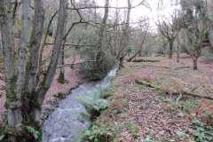 32.-Flowing-through-Holcombe-Combe-2