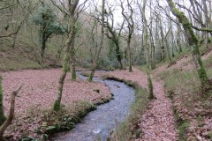 34.-Flowing-through-Holcombe-Combe-1