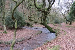 34.-Flowing-through-Holcombe-Combe-7