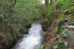 7.-Downstream-from-Holford-Bridge