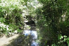 58.-Upstream-from-Coleford-Bridge