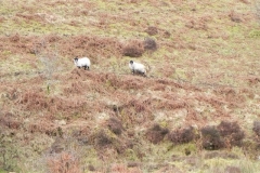 1. Sheep above Farley Water