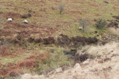 2. Sheep above Farley Water