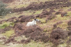 3. Sheep above Farley Water