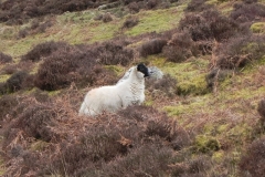 4. Sheep above Farley Water