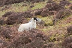 5. Sheep above Farley Water