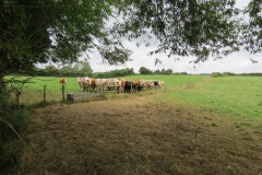 IMG_0077