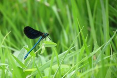 IMG_0099