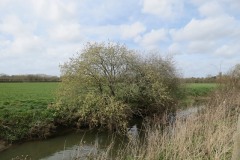 7.-Upstream-from-Kingsbury-Episcopi-9