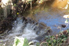 10.-Upstream-from-Kilve-road-bridge-3