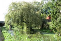 22.-Willow-upstream-from-Sampford-Peverell-Bridge